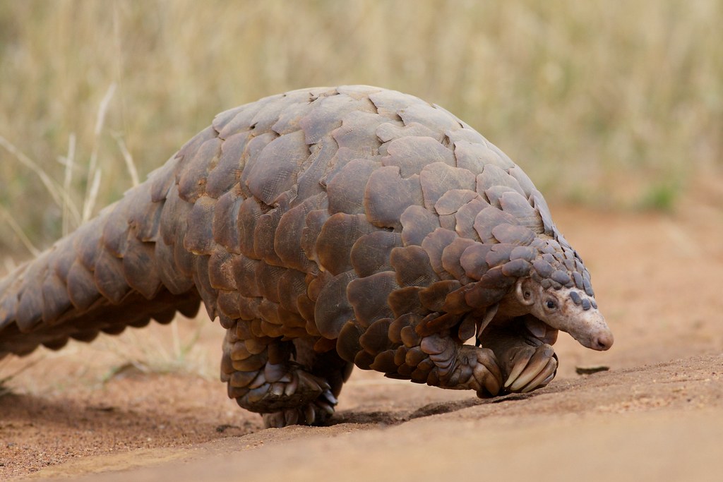 pangolin - Laboratoire-Naturoscience