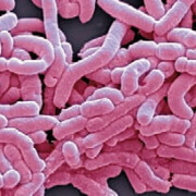 ferments lactiques Probioxyl - Laboratoire Naturoscience