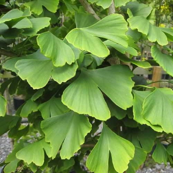 Ginkgo_billoba