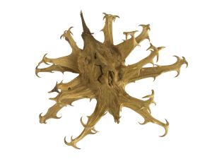 Harpagophytum procumbens - Laboratoire Naturoscience