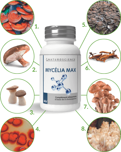 Ingrédients Mycélia Max