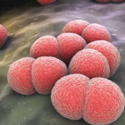 Lactobacillus-casei - Laboratoire-Naturoscience