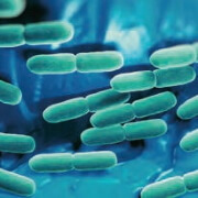 ferments lactiques Probioxyl - Laboratoire Naturoscience