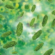 ferments lactiques Probioxyl - Laboratoire Naturoscience