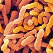 ferments lactiques Probioxyl - Laboratoire Naturoscience