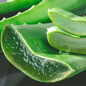 Aloe vera