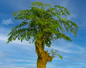 Arbre Moringa