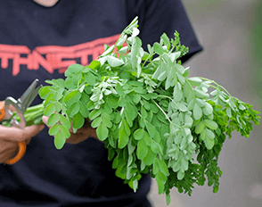 Feuille Moringa