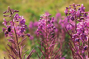 Ingredient epilobe - Naturoscience