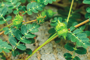 Ingredient tribulus - Naturoscience