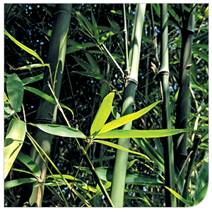 Silice Renforcez vos os - Laboratoire Naturoscience