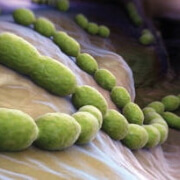 ferments lactiques Probioxyl - Laboratoire Naturoscience