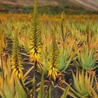 Aloe vera produits - Laboratoire Naturoscience