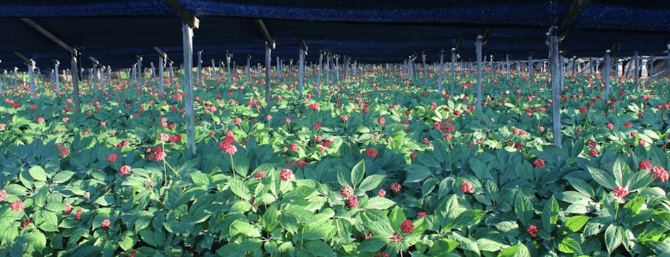 Champ de Ginseng