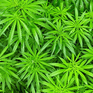 chanvre - Laboratoire-Naturoscience.fr