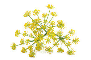 Fenouil
