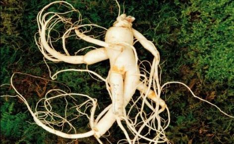 plante ginseng - Laboratoire Naturoscience