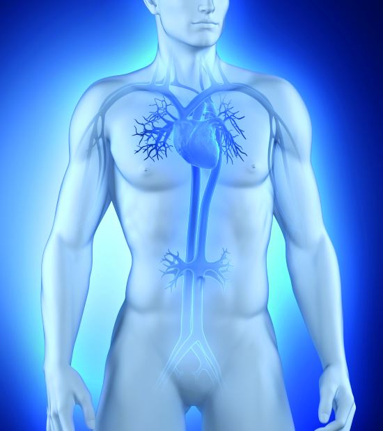 comprendre la glycation homme anatomie - Laboratoire Naturoscience