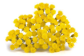 Immortelle