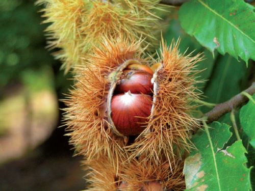 Insuffisance veineuse marron d'inde - Laboratoire Naturoscience