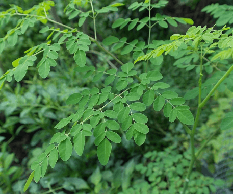 Moringa - Glycémie