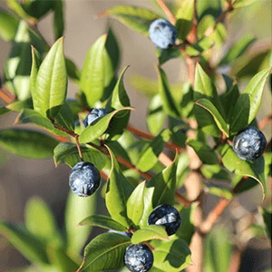 myrte - Laboratoire-Naturoscience.fr