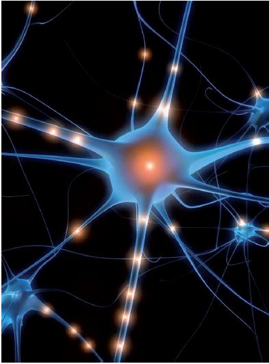 neuronnes