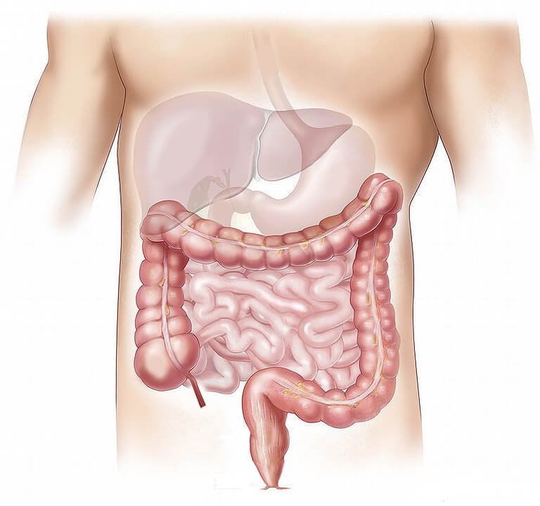 purifier colon - Laboratoire Naturoscience