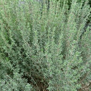 thym - Laboratoire-Naturoscience.fr